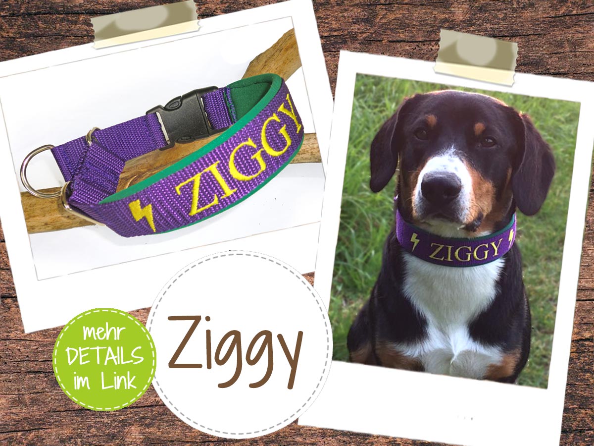Ziggys Halsband mit Schnalle und Zugstopp